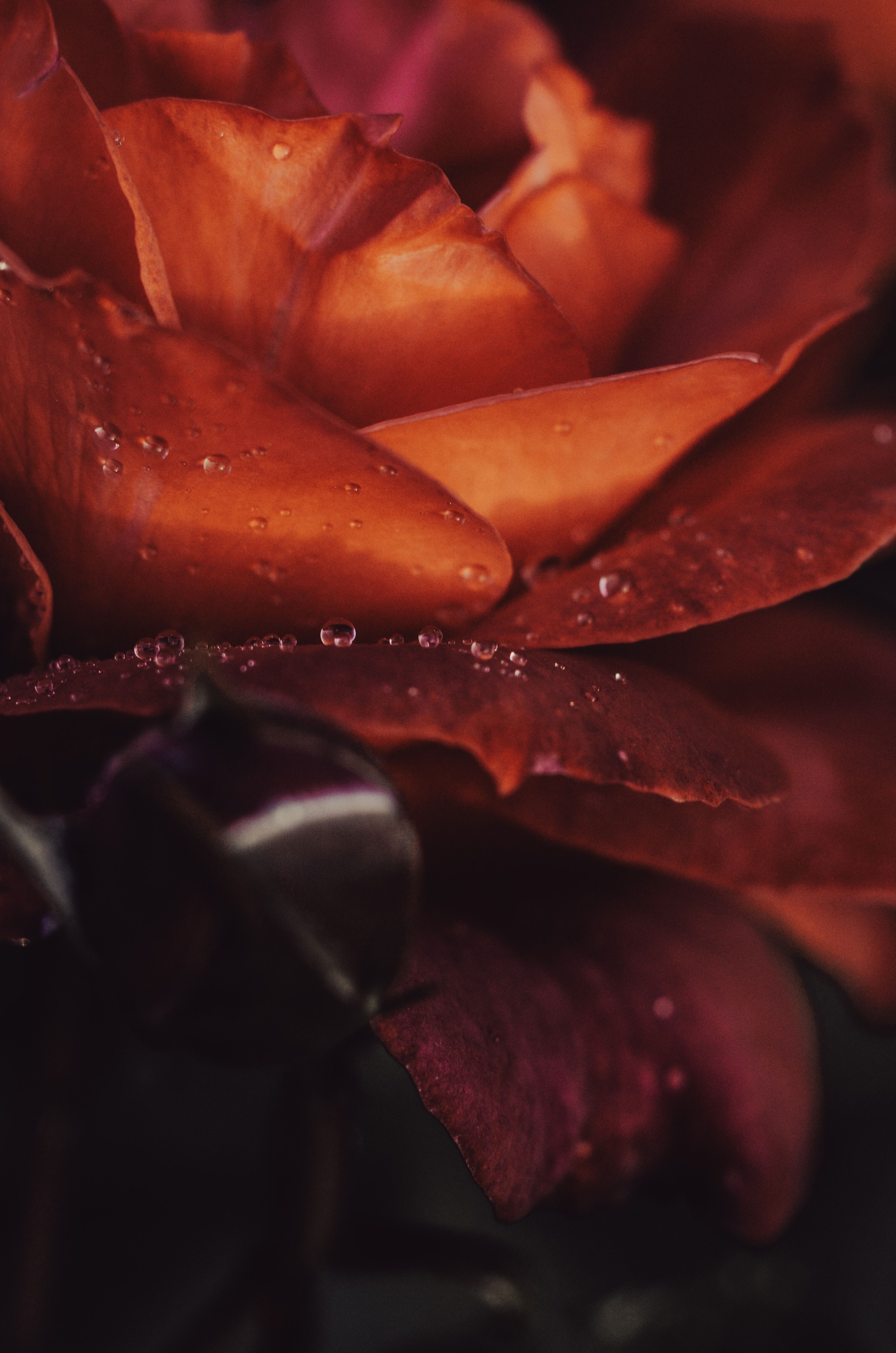 pexels-svivanova-34325965_881301454856012991-1792659676.jpg
