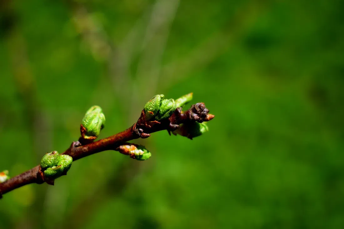 spring-7214112_1280_939859688320694640-1721052161_16105783251032648425-1773765145.jpg