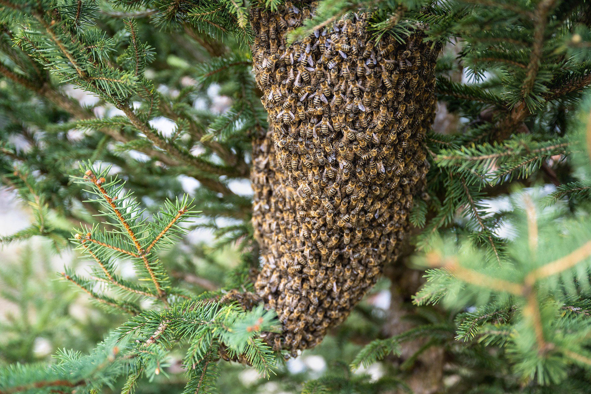 xiserge-swarm-of-bees-7996582_1920_3452533711141174442-1773767069.jpg